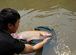 Hòa Bình: Nuôi loài cá &#8220;thần&#8221; quý hiếm trong ao, bắt lên xem ai cũng trầm trồ