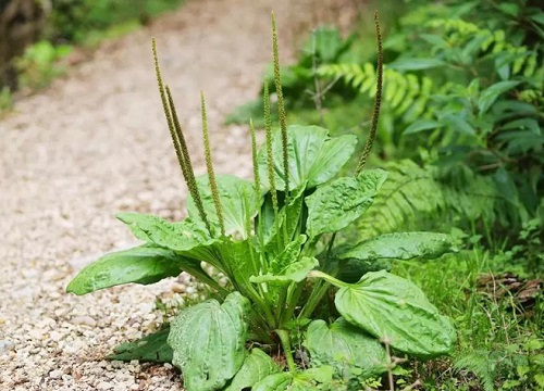 Cô gái khoe bát canh nấu từ một loài cây mọc dại khắp nơi khiến dân mạng ngỡ ngàng, lại còn ăn rất ngon là đằng khác