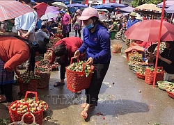 Mận Tam hoa vào vụ thu hút khách du lịch