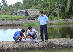 Nhộn nhịp lội ruộng bắt tôm càng xanh to, bự, nhảy tanh tách ở Kiên Giang