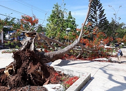 Quản lý cây xanh trong trường học: Vẫn khó đủ bề