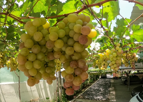 Siêu nông dân ruộng bê tông: Trồng chơi chơi lấy bóng mát ai ngờ thu nhập "khủng" từ vườn nho sân thượng