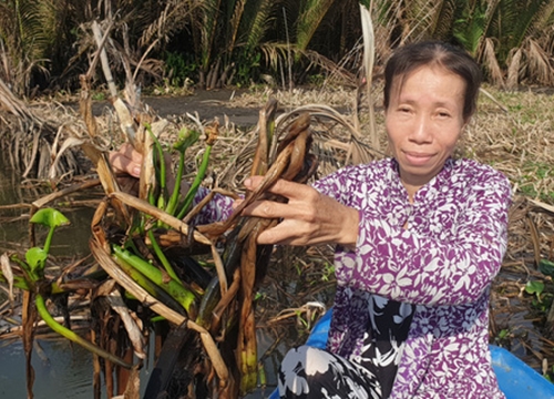 Vỡ tan giấc mộng thoát nghèo vì dịch - hạn