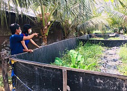 An Giang: Lót bạt trên vườn để nuôi lươn, nông dân bắt cả tấn bán với giá 210 ngàn đồng/ký