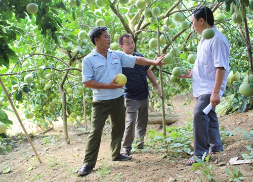 "Cầm tay chỉ việc" giúp nông dân Tuyên Quang trồng bưởi đặc sản, nuôi cá đặc sản