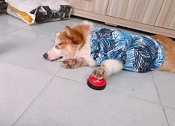 Chú chó Corgi nổi tiếng nhất mạng xã hội Việt vì tài ngủ 23 tiếng/ ngày, chỗ nào cũng bất chấp lăn ra ngáy