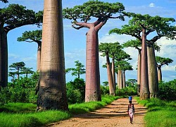 Đại lộ baobab nghìn năm tuổi tráng lệ nhất châu Phi