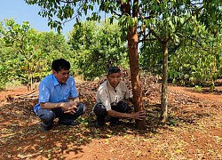 Đắk Lắk: Cây đàn hương Ấn Độ quý hiếm như thế sao chuyên gia lại cảnh báo đừng để "vỡ mộng"?