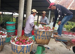 Đầu ra trái thanh long bấp bênh do chưa mở rộng thị trường xuất khẩu