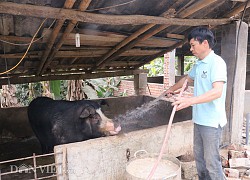 Giá thịt lợn đắt, giá heo hơi cao, 1 nông dân Sơn La phát tài nhờ nuôi lợn