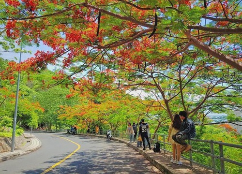 Giới trẻ Sài Gòn truyền tai nhau trải nghiệm "con đường mùa hè" đẹp nhất thành phố biển Vũng Tàu