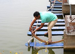 Hà Nam: Nuôi cá theo kiểu " đào sông trong ao" sản lượng tăng 7 lần