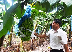 Lão nông thu tiền tỷ nhờ trồng chuối tiêu hồng