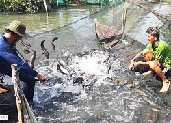 Long An: Nông dân khổ vì nuôi cá lóc quá lứa, con nào cũng to "cồ cộ" mà bán trầy bán trật