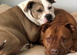 Ngưỡng mộ tình cảm của cặp Pitbull: Luôn chăm sóc, an ủi nhau khi ốm