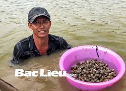 Nông dân Bạc Liêu phát tài với cách làm hay: Con tôm "ôm" sò huyết, cứ 1ha lời 100 triệu