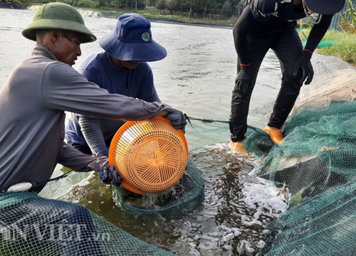 Quảng Ninh: Nông dân làm giàu nhờ nuôi 2 thứ con đều ham nghịch nước mặn, bơi lặn giỏi