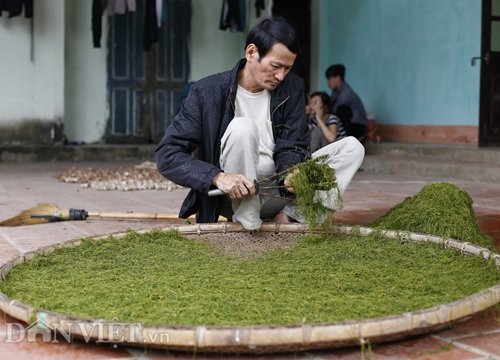 Trồng thuốc lào ở Nga Sơn: Giỏi chịu hạn, không sợ chuột phá mà lại "bỏ túi" chục triệu mỗi vụ