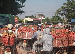 Vải thiều vào chính vụ, nông dân thu hoạch thâu đêm