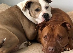 Xúc động câu chuyện về cặp đôi Pit bull che chở chăm sóc nhau khi bị ốm