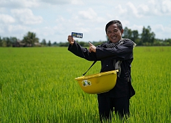 Đạm Cà Mau giúp nông dân tìm lại mùa vàng sau hạn, mặn