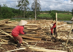 Nắng hạn, keo nhẹ ký, rớt giá