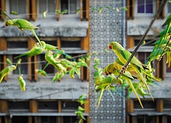 'Người Chim' tự nguyện cho 4000 con vẹt ăn mỗi ngày