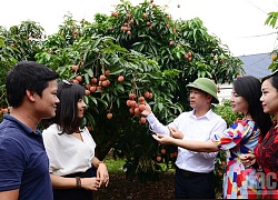 Tin kinh tế 6AM: Vải thiều sẵn sàng chinh phục thị trường Nhật Bản