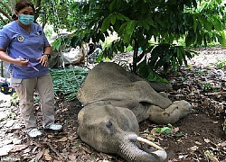 Voi mang thai mất mạng vì bị cho ăn dứa nhồi pháo nổ, cuối đời phải ngâm mình dưới nước để tránh ruồi bọ bâu vào vết thương