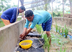 Đồng Tháp: Nông dân vùng biên nuôi lươn dễ như "ăn kẹo", đến đàn bà con gái cũng còn ham