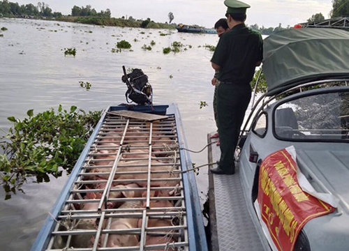 Giá heo hơi hôm nay 8/6: Giá heo hơi liên tiếp lập đỉnh, doanh nghiệp lãi "khủng", tăng tốc đầu tư