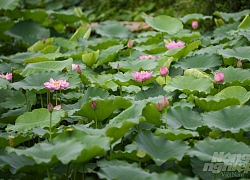 Hà Nội vào mùa sen