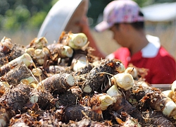 Khánh Hòa: Khoai sáp đặc sản bị thối củ, giá bán giảm, dân lo thu không đủ bù chi