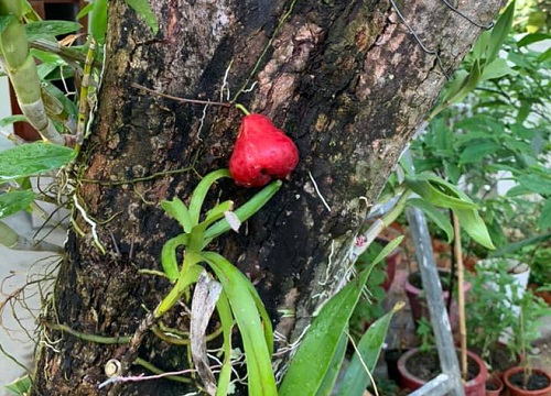 Quả roi "ngang ngược" khiến dân mạng bật cười: Mọc trực tiếp từ thân cây, lẻ loi một mình