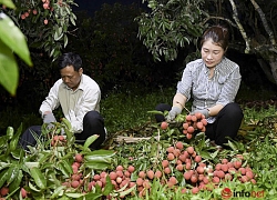 Trúng lớn mùa vải thiều, người dân thắp đèn thu hoạch cả đêm