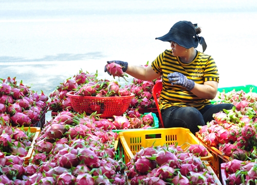 Trung Quốc đang thiếu hụt, Việt Nam tăng tốc xuất khẩu rau quả