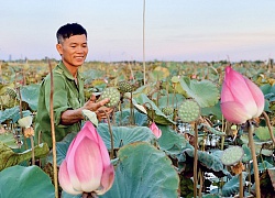 'Biến' đồng hoang thành đầm sen, nông dân thu hàng chục triệu mỗi vụ