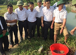 Cứ tưởng tôm càng xanh chỉ nuôi ở miền Tây, đưa về Bắc Giang nuôi cũng lớn nhanh, to khoẻ