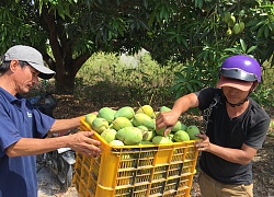 Khánh Hòa: Xoài rớt giá, nhà vườn kém vui