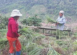 Lai Châu: Trồng cây sả Java tốt bời bời, chả tốn công chăm, nấu tinh dầu bán đều đều