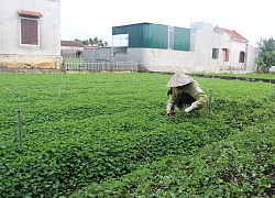 Nghệ An: Trồng rau má, càng nắng nóng bán càng đắt, vườn không rộng vẫn thu trăm triệu