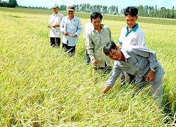 Nghị quyết miễn thuế sử dụng đất nông nghiệp được thông qua, nông dân tiết kiệm 7.000 tỷ