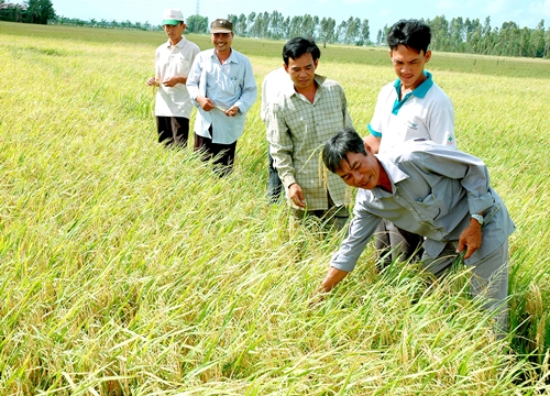 Nghị quyết miễn thuế sử dụng đất nông nghiệp được thông qua, nông dân tiết kiệm 7.000 tỷ