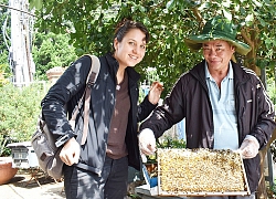 Nuôi ong Ý tính hung dữ hơn ong ta, làm ra lắm mật mà du khách Âu, Mỹ vẫn "dám" đến xem