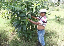 Pháp sư Maya bị thiêu sống ở Guatemala