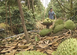 Sau hạn mặn, giá mít giống leo thang, trại cây giống cháy hàng