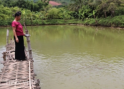 Sơn La: Trang trại "thập cẩm", trồng cây gì cũng nhiều trái, nuôi con gì cũng mát tay