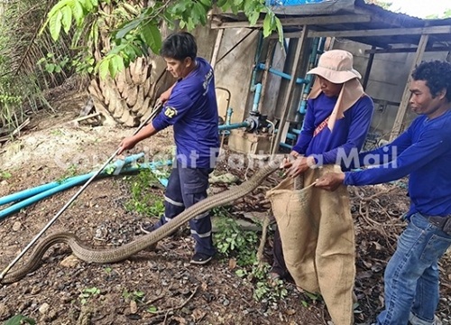 Thái Lan: Hoảng hồn phát hiện hổ mang chúa dài 4m kịch chiến với trăn ở sau nhà