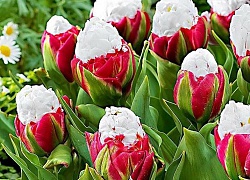 Tuyệt đẹp và độc đáo bông hoa tulip giống hệt ly kem mát lạnh