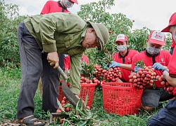 30 tấn vải thiều Bắc Giang sắp lên tàu sang Mỹ, giá vải chính vụ lên 50.000 đồng/kg